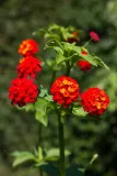 Red-Flowers-11.webp