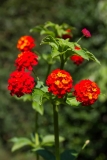 Red Flowers