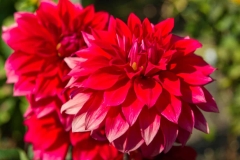 Red Flowers Close Up