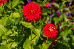 Red-Flowers-in-Sunshine-33