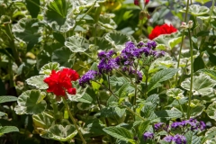 Red and Purple Flowers