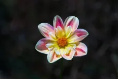Single-Isolated-Flower-1.webp