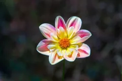 Single-Isolated-Flower-18.webp