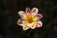 Single-Isolated-Flower-2.jpg