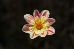 Single-Isolated-Flower-2.webp
