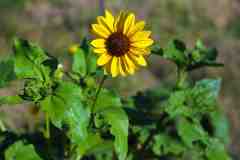 Sunflower-36