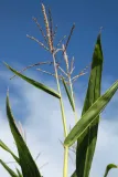 Tip-of-Corn-Stalk-2.jpg.webp