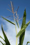 Tip of Corn Stalk