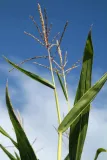 Tip-of-Corn-Stalk-4601.webp