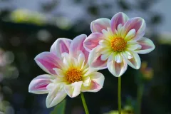 Two-Flowers-Purple-and-Yellow-1.webp
