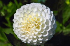 White Flower