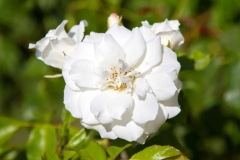 White Flower Close Up