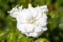 White-Flower-Close-Up-2.webp