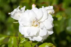 White-Flower-Close-Up-22.webp