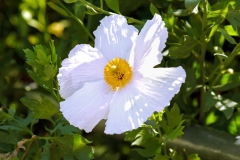 White-Flower-Yellow-Center-29