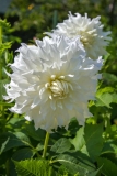 White Flowers Close Up