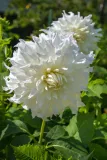 White-Flowers-Close-Up-2.webp