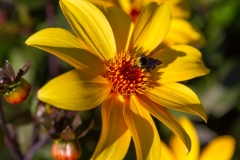 Yellow Flower With Bee