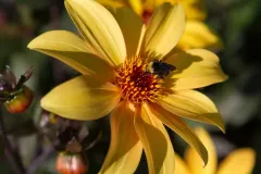 Yellow-Flower-With-Bee-1.webp
