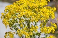 Yellow Flowers