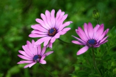 Three Purple Flowers