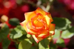 orange-yellow-flower.webp