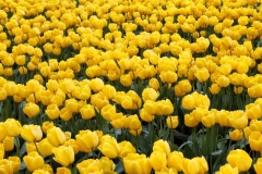 Yellow Tulip Flowers