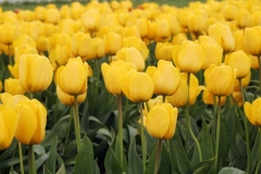 Yellow Tulips