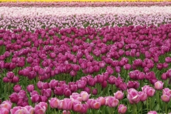 Pink Tulips