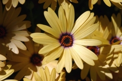 Yellow Flower