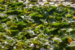 Lilly Pads