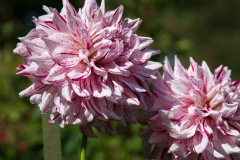 Pink Flowers Close Up