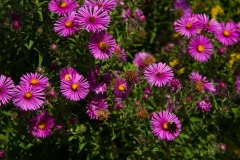 Purple Flowers and Bees