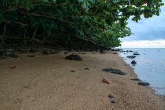 Shores of Kauaii