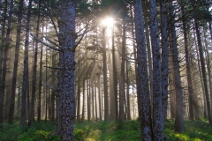 Sun Rays Oregon Forest