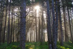 Sun-Rays-Oregon-Forest-3.jpg.webp