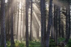 Sun-Rays-in-Forest-.webp