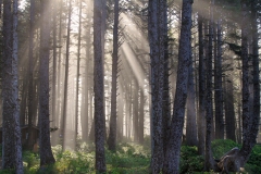 Sun Rays in Forest