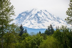 Mt. Rainier in Between Trees