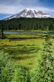 Mt.-Rainier-in-Forest-1.webp