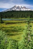 Mt. Rainier in Forest