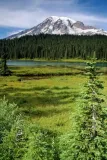 Mt.-Rainier-in-Forest-2.webp