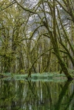 Mossy Trees and Swamp at Quinault Rainforest