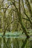 Quinault Rainforest Mossy Trees