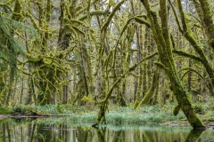 Quinault Rainforest in Olympic National Park