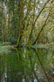 Swamp Reflections and Moss