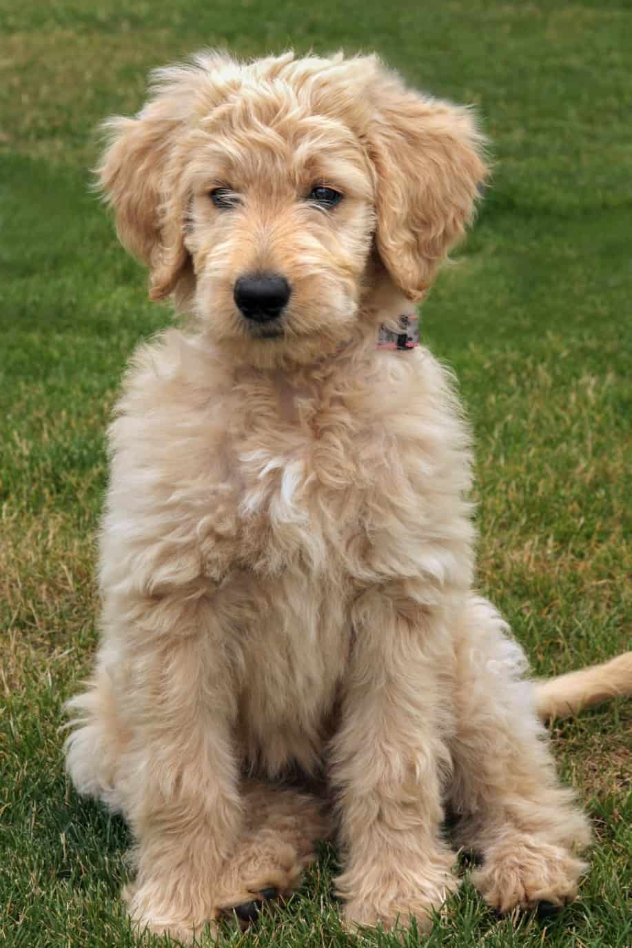 Goldendoodle Puppy Sitting