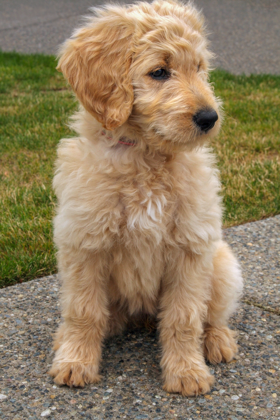 apricot colored goldendoodle