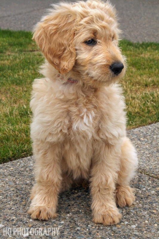 Goldendoodle Puppy Sitting on Concrete