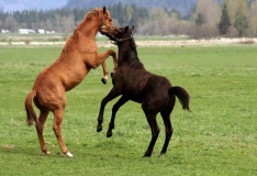 Horses Playing